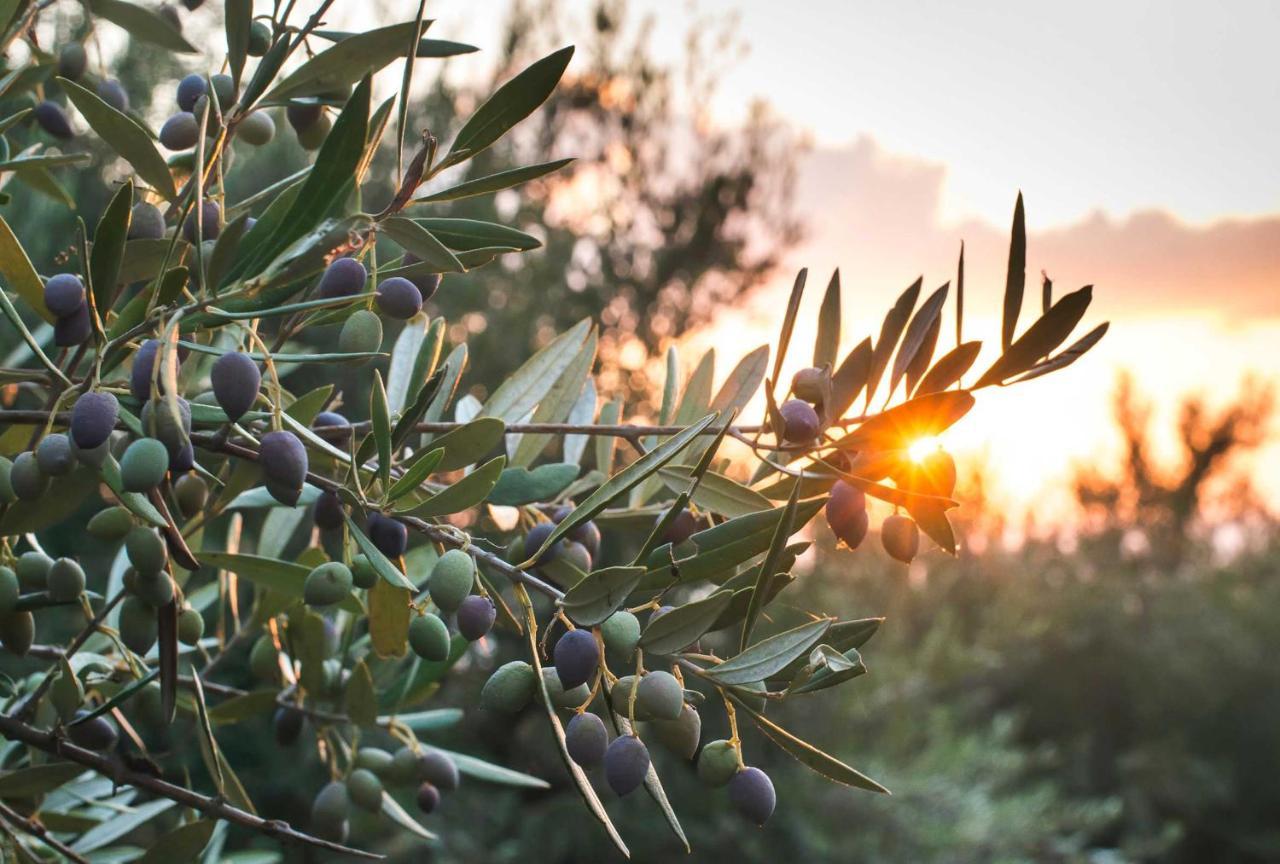 Bed and Breakfast Le Acacie Torreano Esterno foto